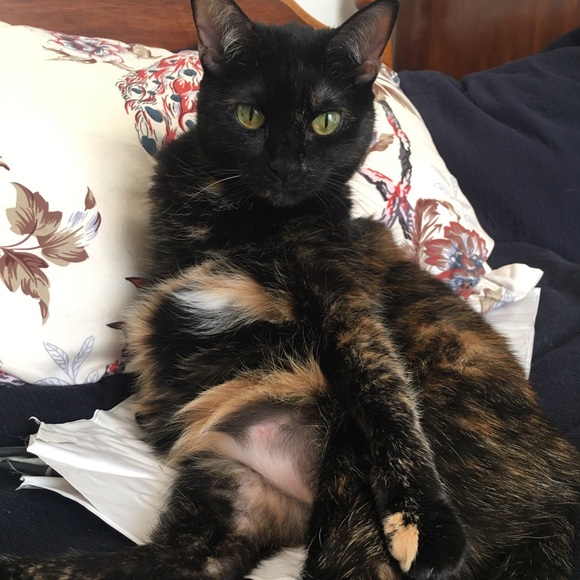 Furr-ocious Styles - Picture 5 of 6